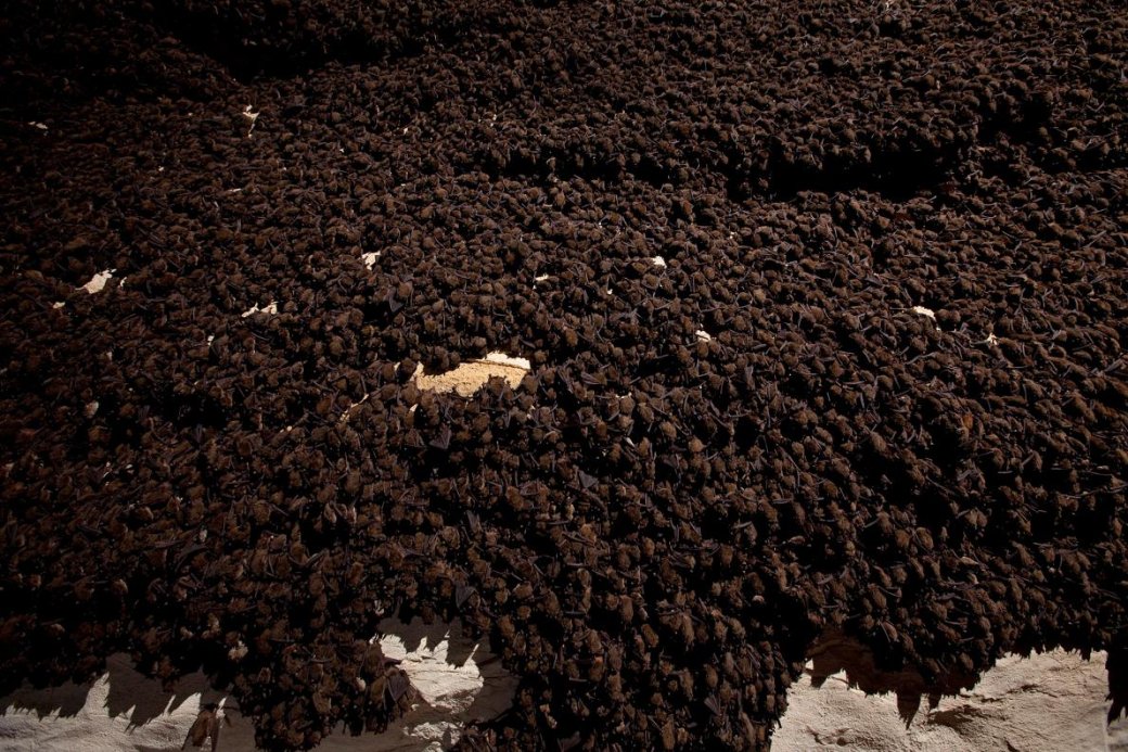 Хэллоуин еще не кончился: лучшие фотографии летучих мышей от NatGeo - Изображение 4 Хэллоуин еще не кончился: лучшие фотографии летучих мышей от NatGeo - Изображение 4